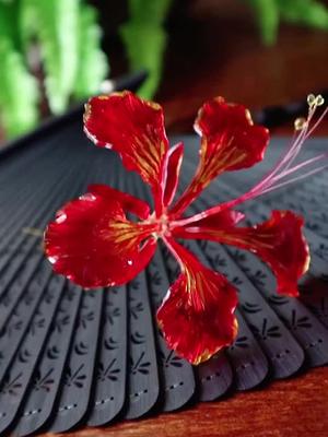 香蜜沉沉烬如霜里的凤凰花原来真的有这种花我是台词大师