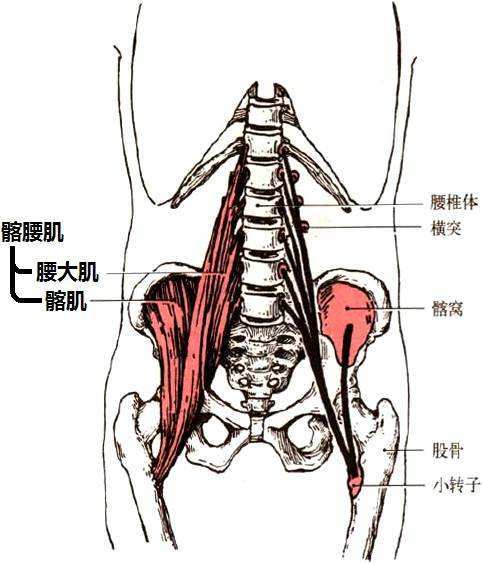 腰肌劳损的位置图部位图片