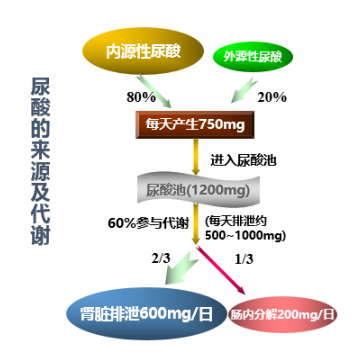 痛风定胶囊降尿酸原理图片