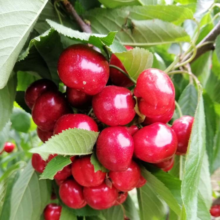 鲁樱3号樱桃苗——今年的樱桃"红人"_种植