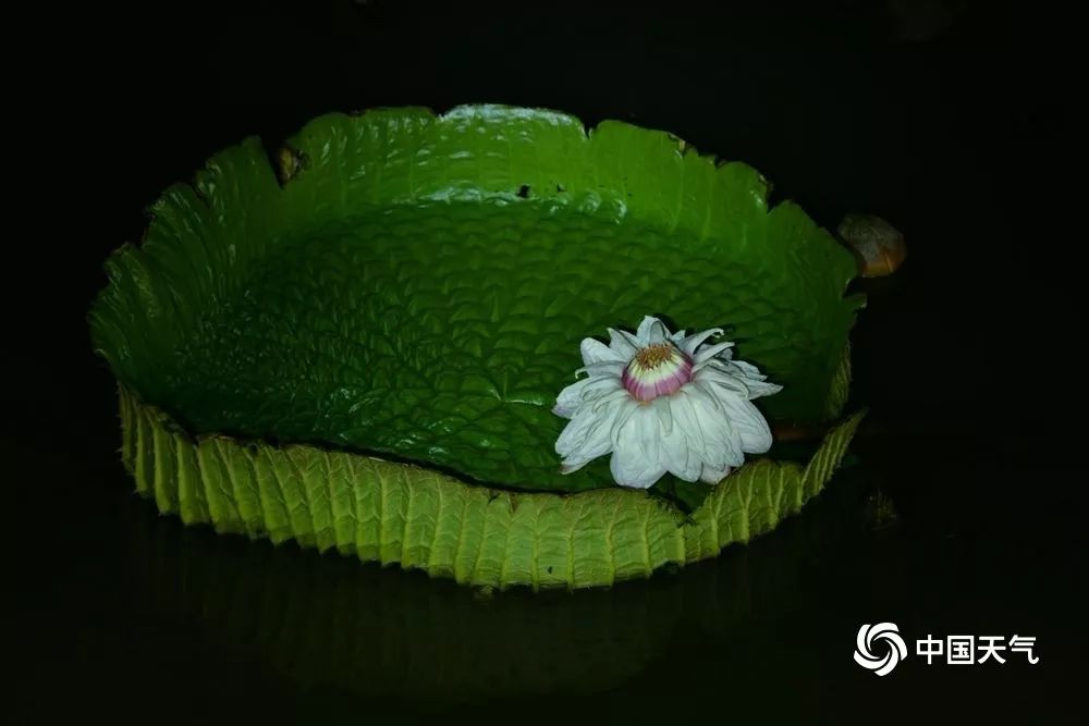 气象欣赏福建福州王莲盛开吸引市民观赏