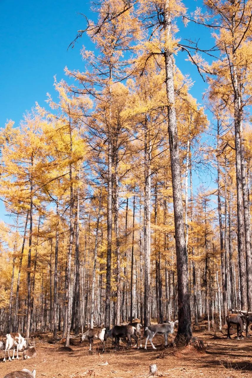 阿尔山森林公园天池蔚蓝周围都是金黄笔直的冷杉额尔古纳湿地蜿蜒的