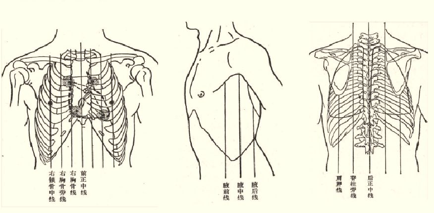 体表标志线的分布-千图网