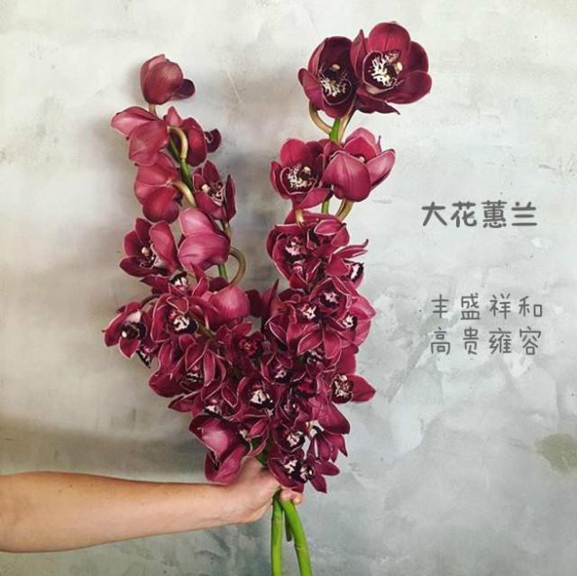 花语是杀戮与救赎的花(花语是杀戮与救赎的花有哪些)