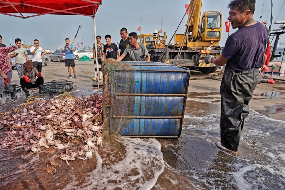 日照人有口福了铁壳船归港上百万斤鱼虾蟹来袭