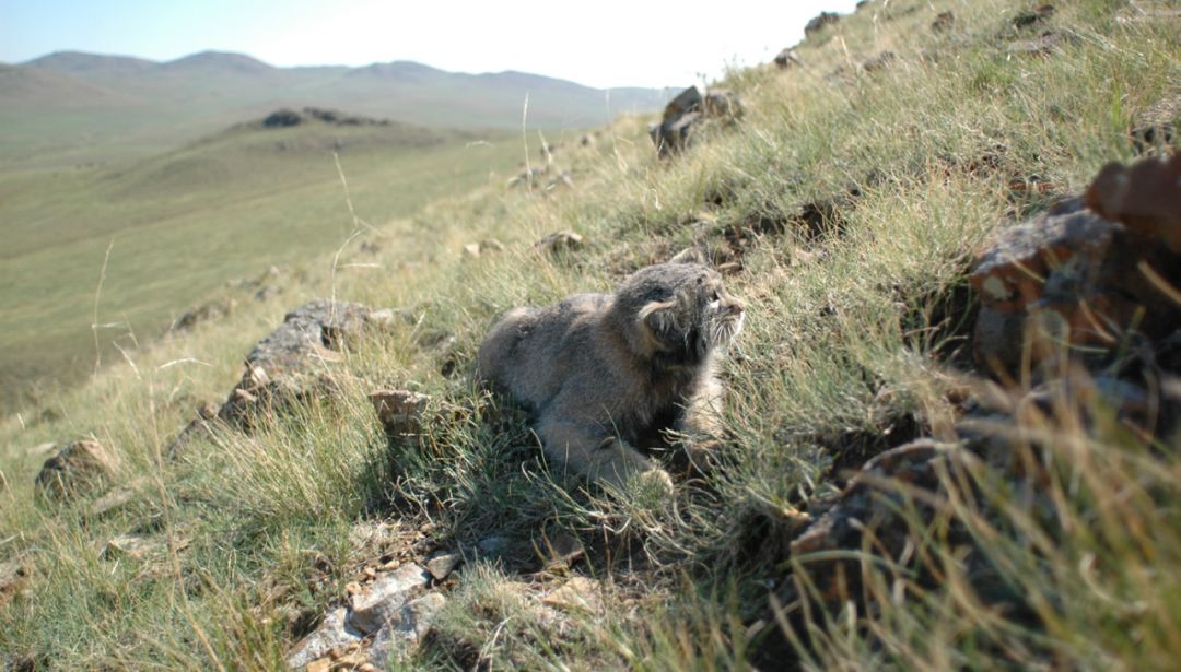 兔狲高原铁憨憨的心酸秘史
