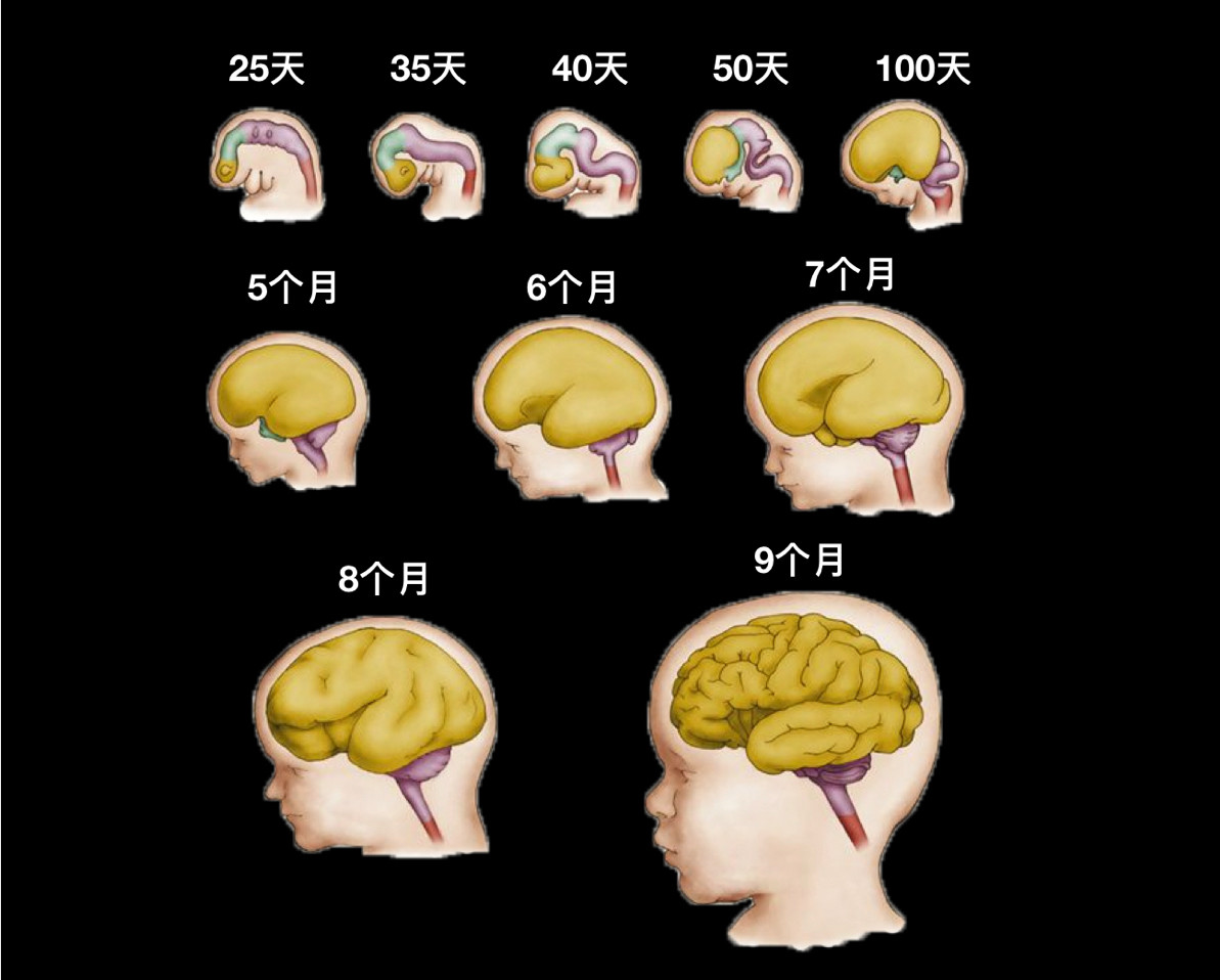 到婴儿出生时,大脑是成人大脑的1/4到1/3这么重,大概是300多克