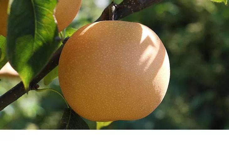 邻居团购网红秋月梨来啦产地直送梅陇润肺止咳细腻脆甜无渣