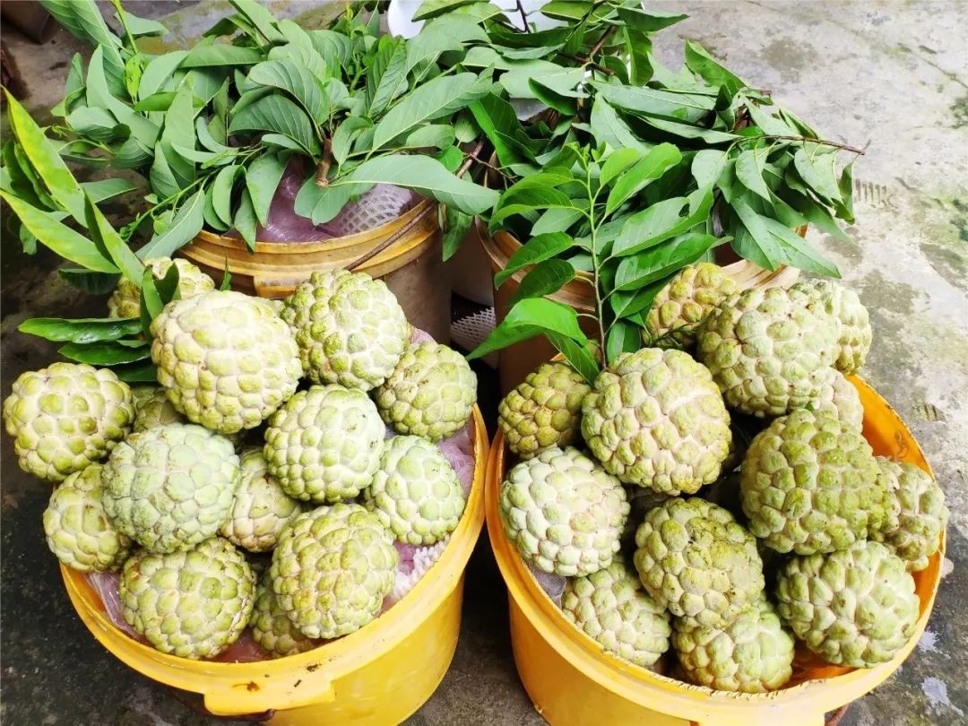 横河镇西群村有一种漂洋过海而来的水果