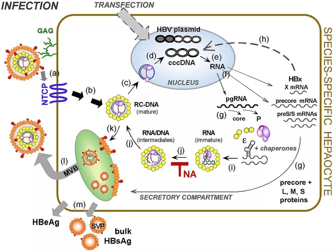 nature深度综述:向治愈进发——乙肝病毒感染治疗策略
