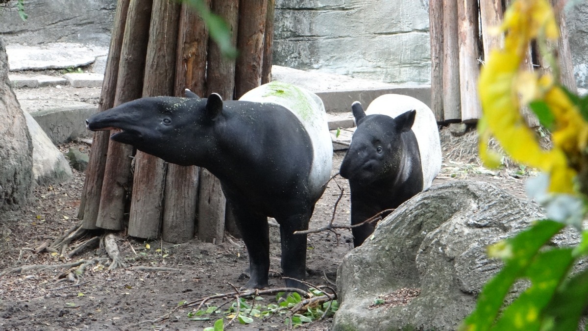 地球上的动物成千上万但这几种动物你可能从未见过