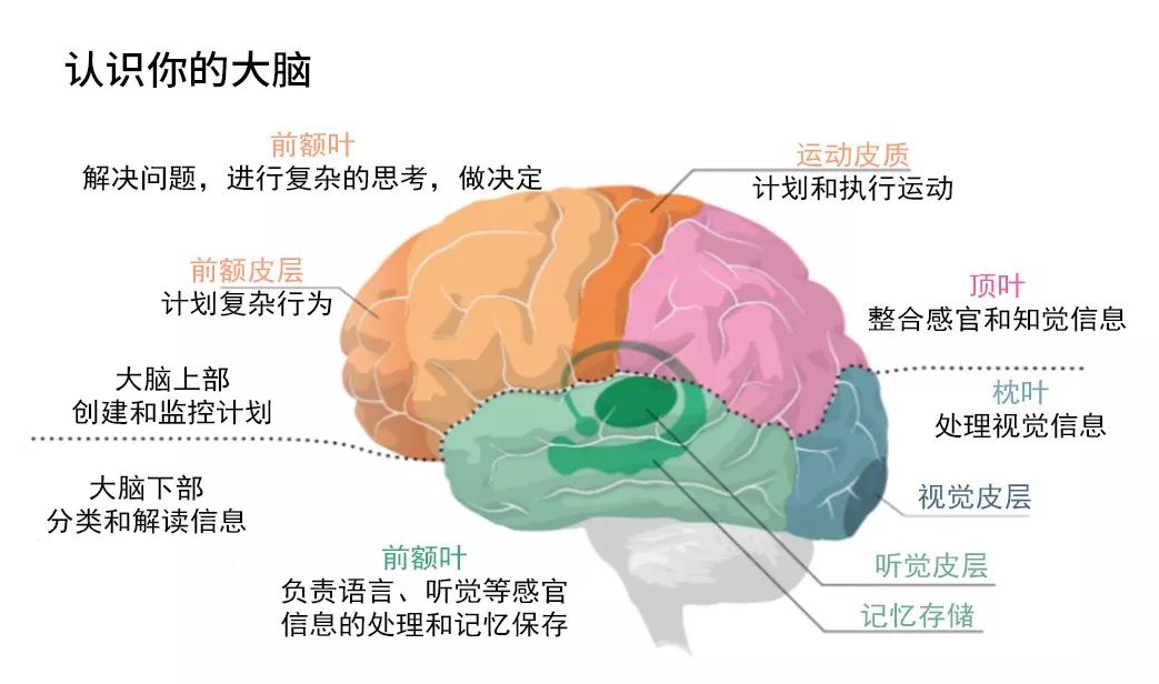 聰明人的大腦哪裡不一樣