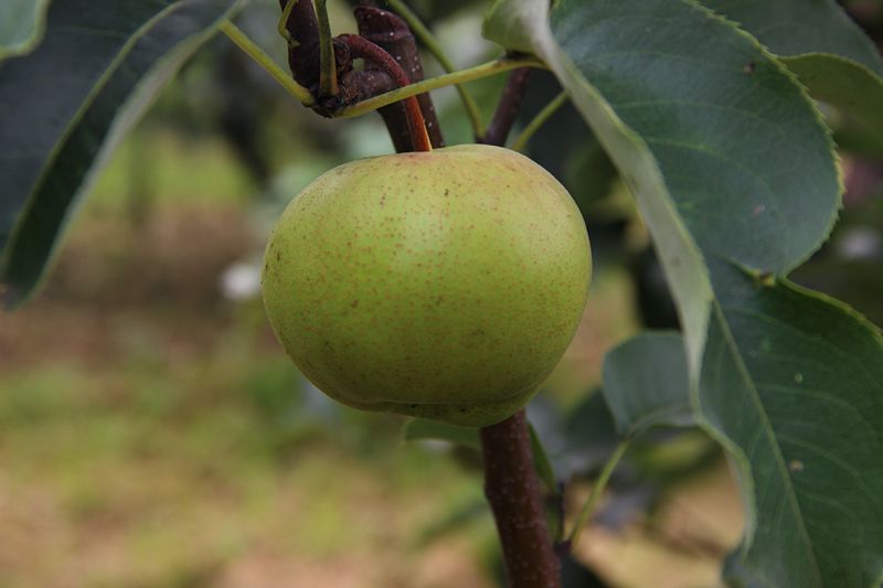 采摘期:9月中旬—10月初名 称:晚香梨特 点:成熟果实皮薄肉质细腻