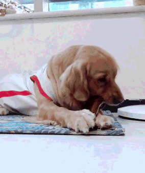 狗狗都喜欢啃骨头,但不是所有的骨头都能吃.