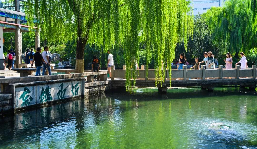 济南伴泉而生的市树杨柳