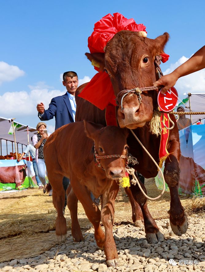 点赞崆峒区赛牛相牛大会牛王牛后出炉奖金3万元