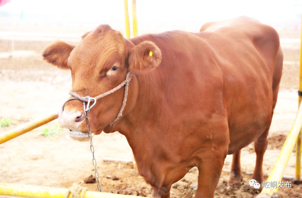 崆峒区赛牛相牛大会的"牛王"和"牛后"可是通过各种综合因素来评定选拔