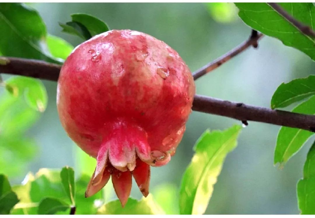 唐玄宗钦定的宫廷贡品这一口飙出水