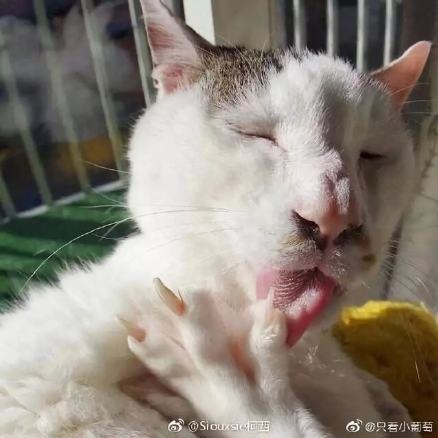 网上举办了一届“最丑猫猫大赛”，参赛的照片让人震惊…辣眼睛！_申公豹