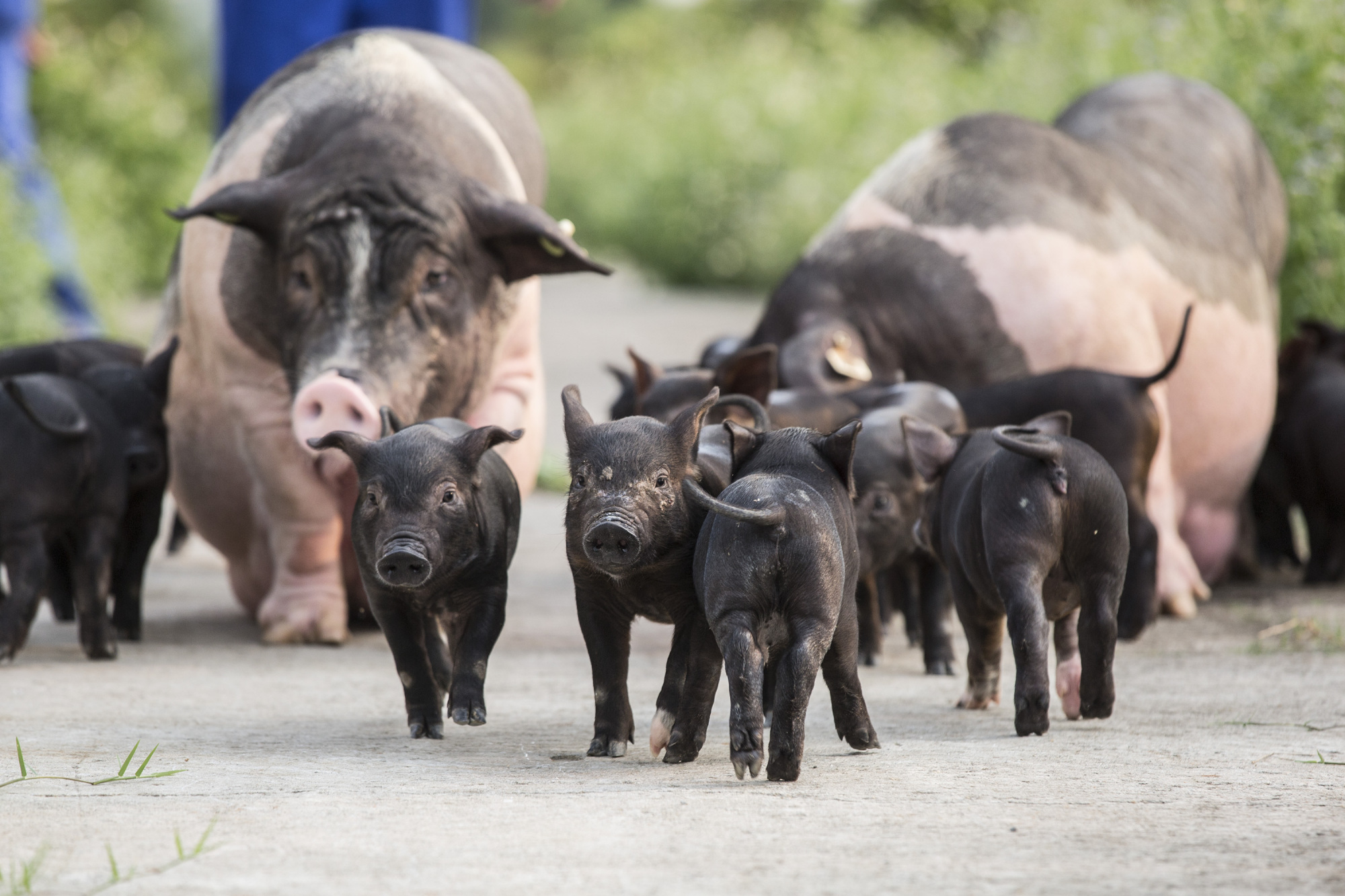 如今,陈生创办的壹号土猪,已经入驻全国30多座主要城市,年销售额十几