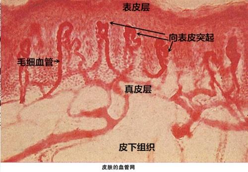 我们再看一张显微镜下看到的真实皮肤结构