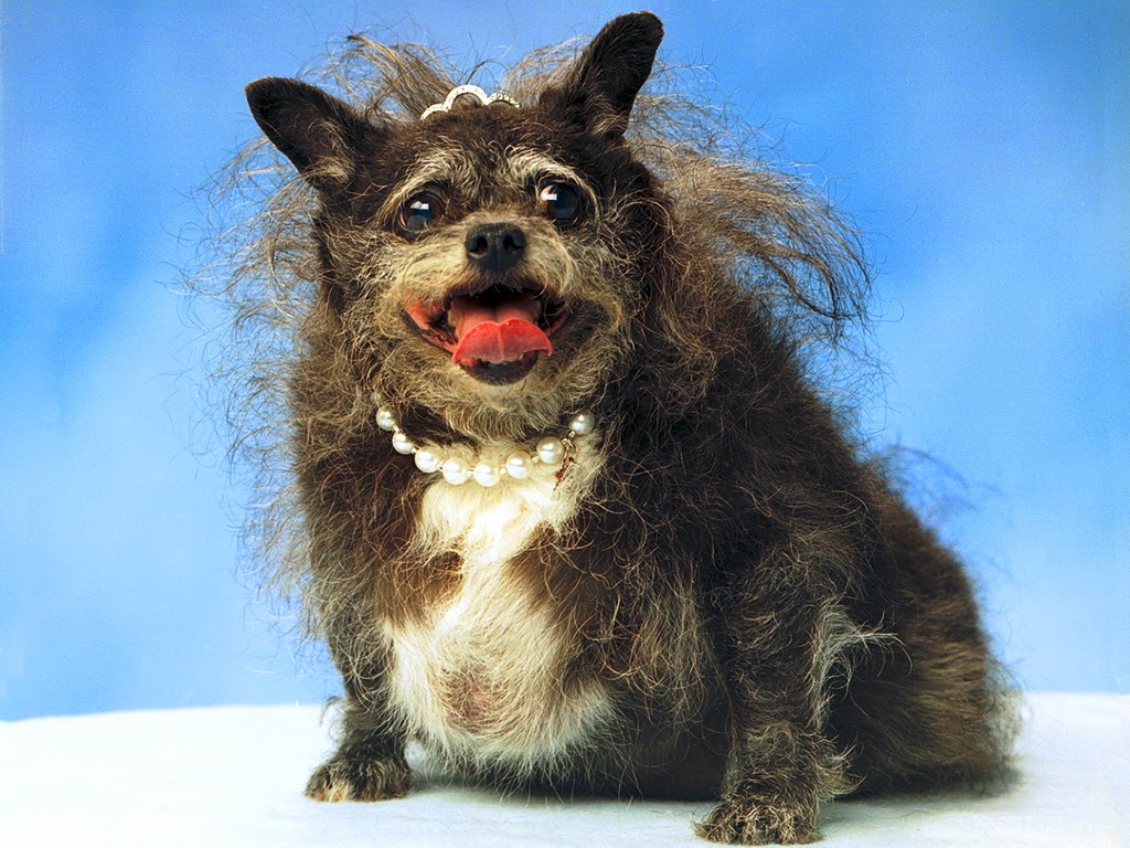 主人这只狗取名为munchkin,至于是什么品种杂交所产生就不得而知了.