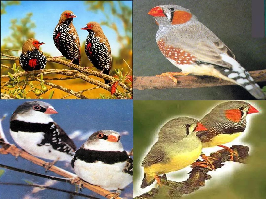 部编版五年级语文上册第4课《珍珠鸟》图文讲解