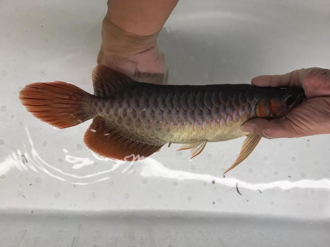 这样饲养的红龙鱼就是最好的!_方面