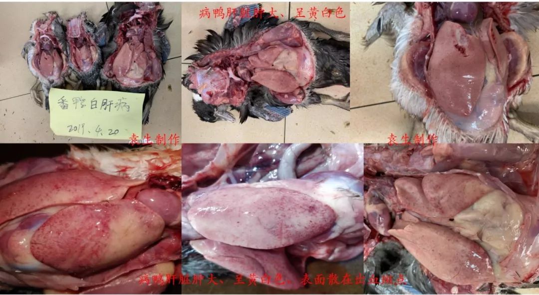 19种水禽常见疾病的诊断和防治(收藏版)