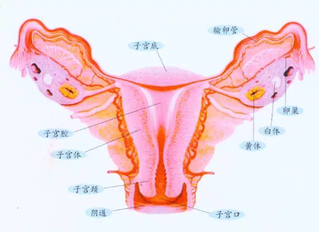 小子宫大秘密女人必看