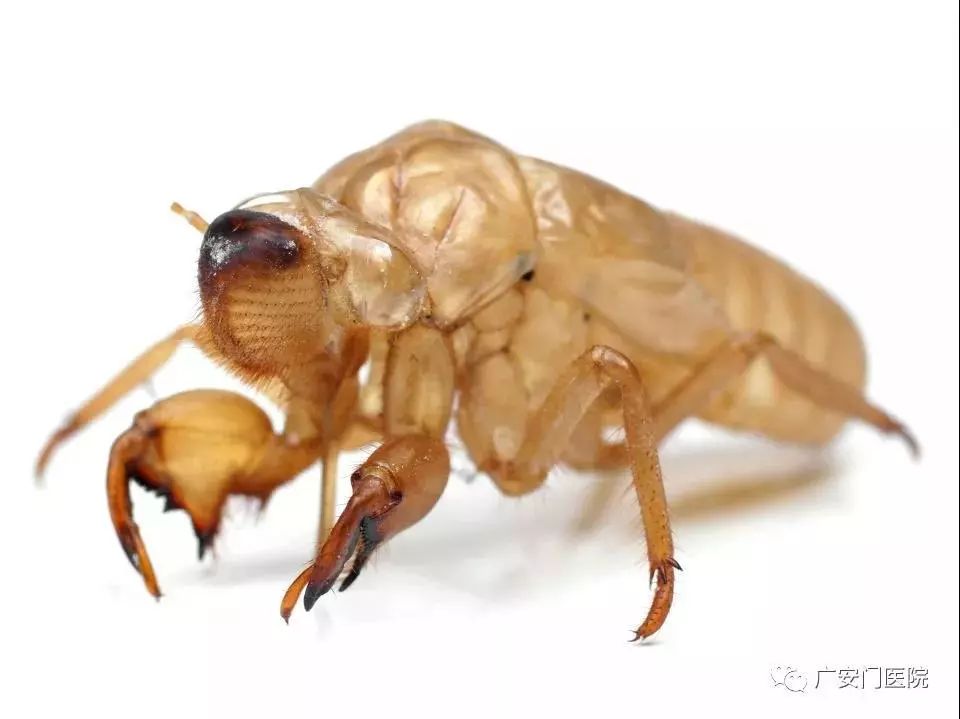 广医预告中秋节广安门医院非遗毛猴手作课开始报名啦