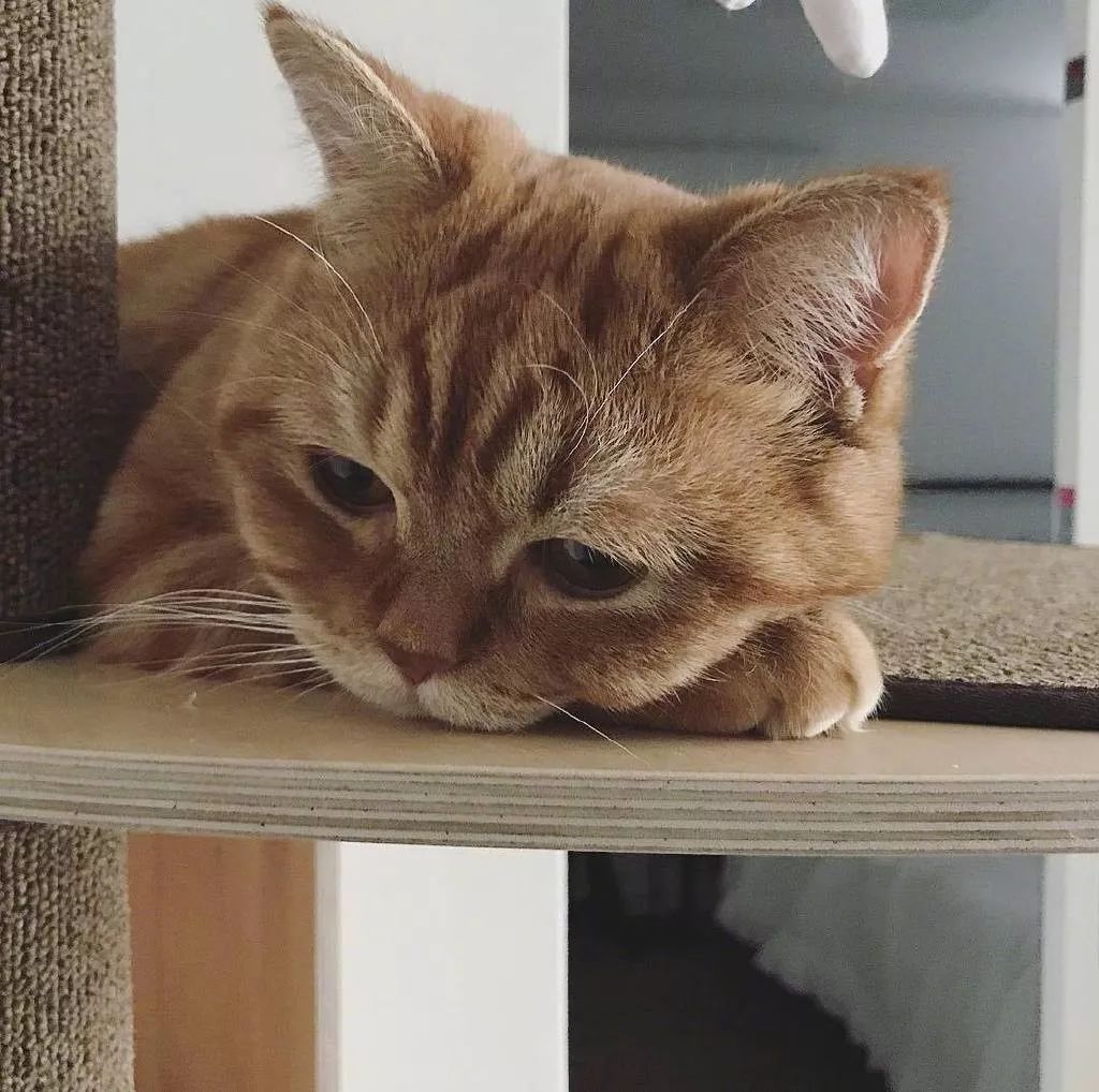 一个忧伤的胖橘满脸都写着开心