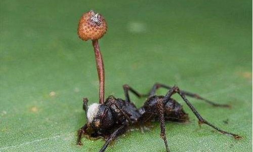 僵尸蚂蚁 干嘛图片