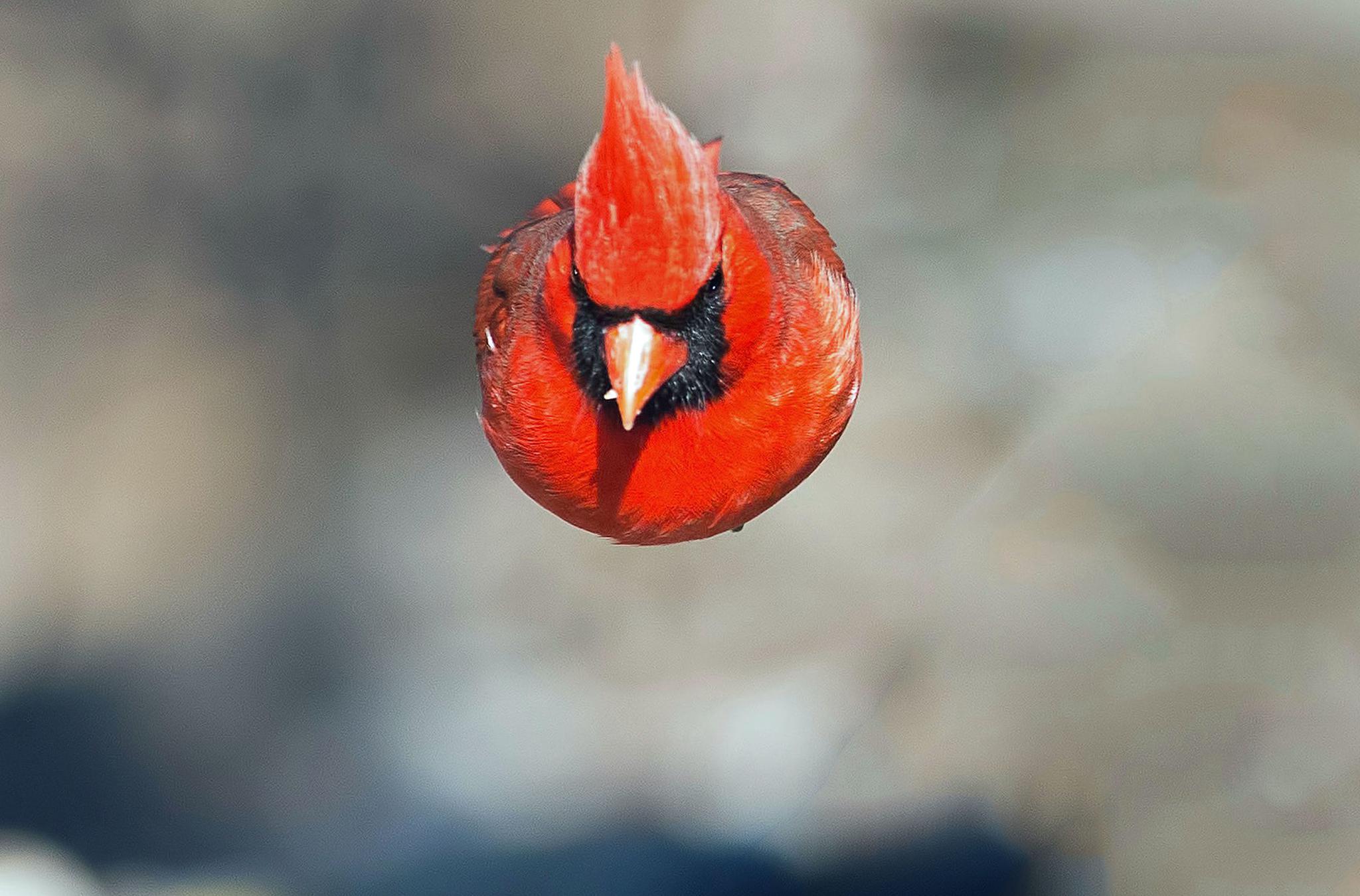 镜头下动物最不可思议的12张照片