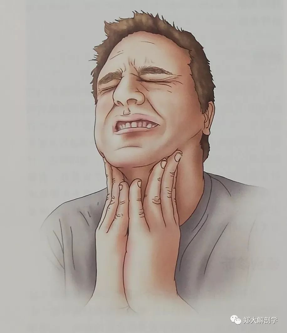 舌骨综合征的疼痛呈刺痛和刀割样疼痛,在下颌活动,脖子转动或吞咽时