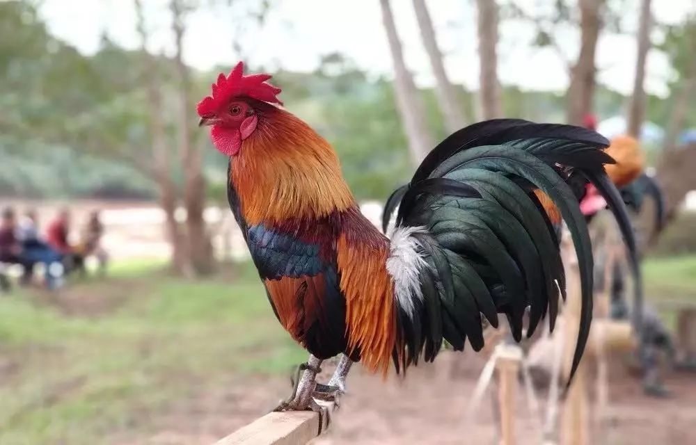 2019年度西双版纳勐仑柚子节,《婻捧凰—香发公主》傣剧就在今晚8点与