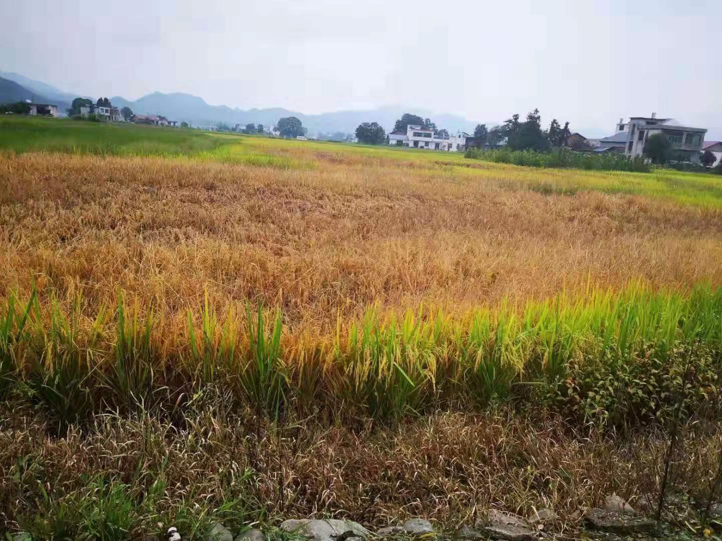 水稻褐飞虱发生严重,农友说20天就要收割了,还需要喷施农药吗?-搜狐大视野-搜狐新闻