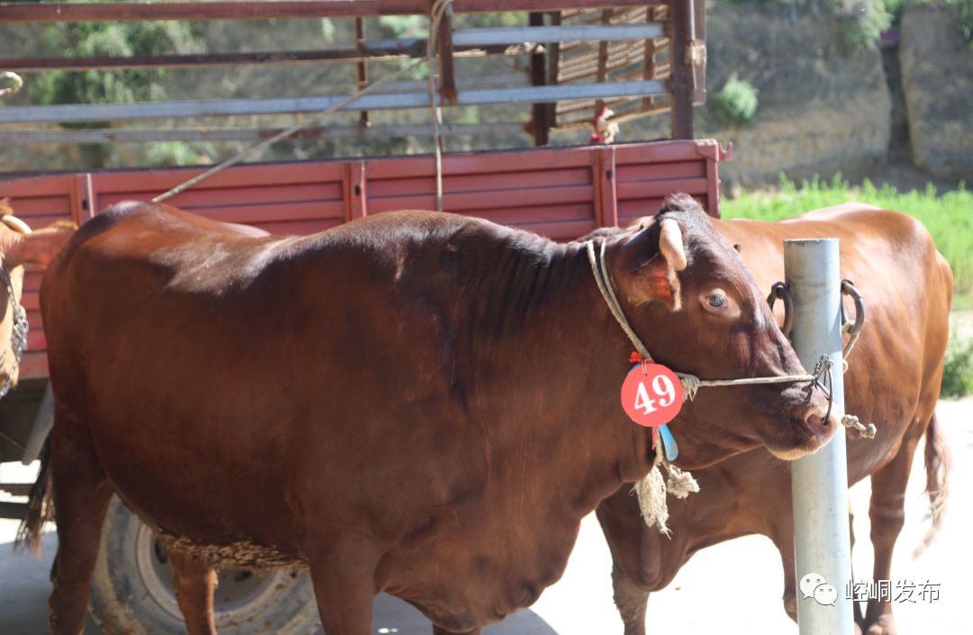 崆峒区赛牛相牛大会来啦牛王可奖3万元够牛你就来