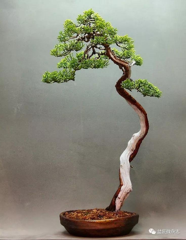 韩学年盆景创新的几个话语