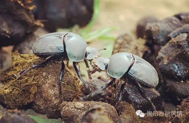 揭阳民间故事│牛屎龟的传说