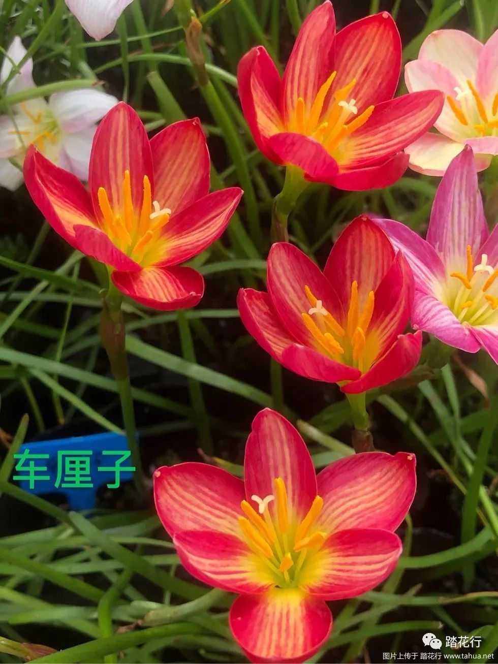 风雨兰夏日的一道美丽风景线