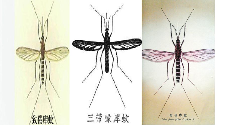 库蚊种类图片