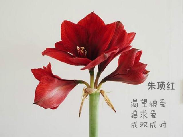 各种花的花语和含义(各种花的花语和含义图片)