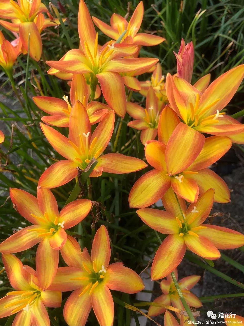 风雨兰夏日的一道美丽风景线