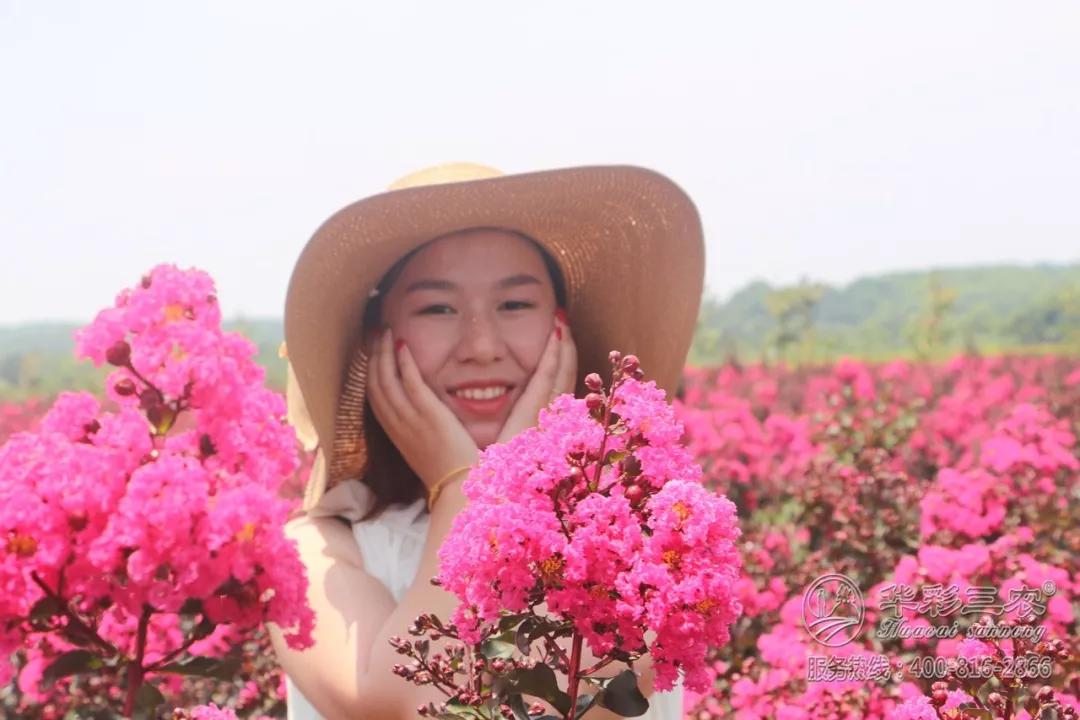 华彩三农紫薇花海故事之美女篇