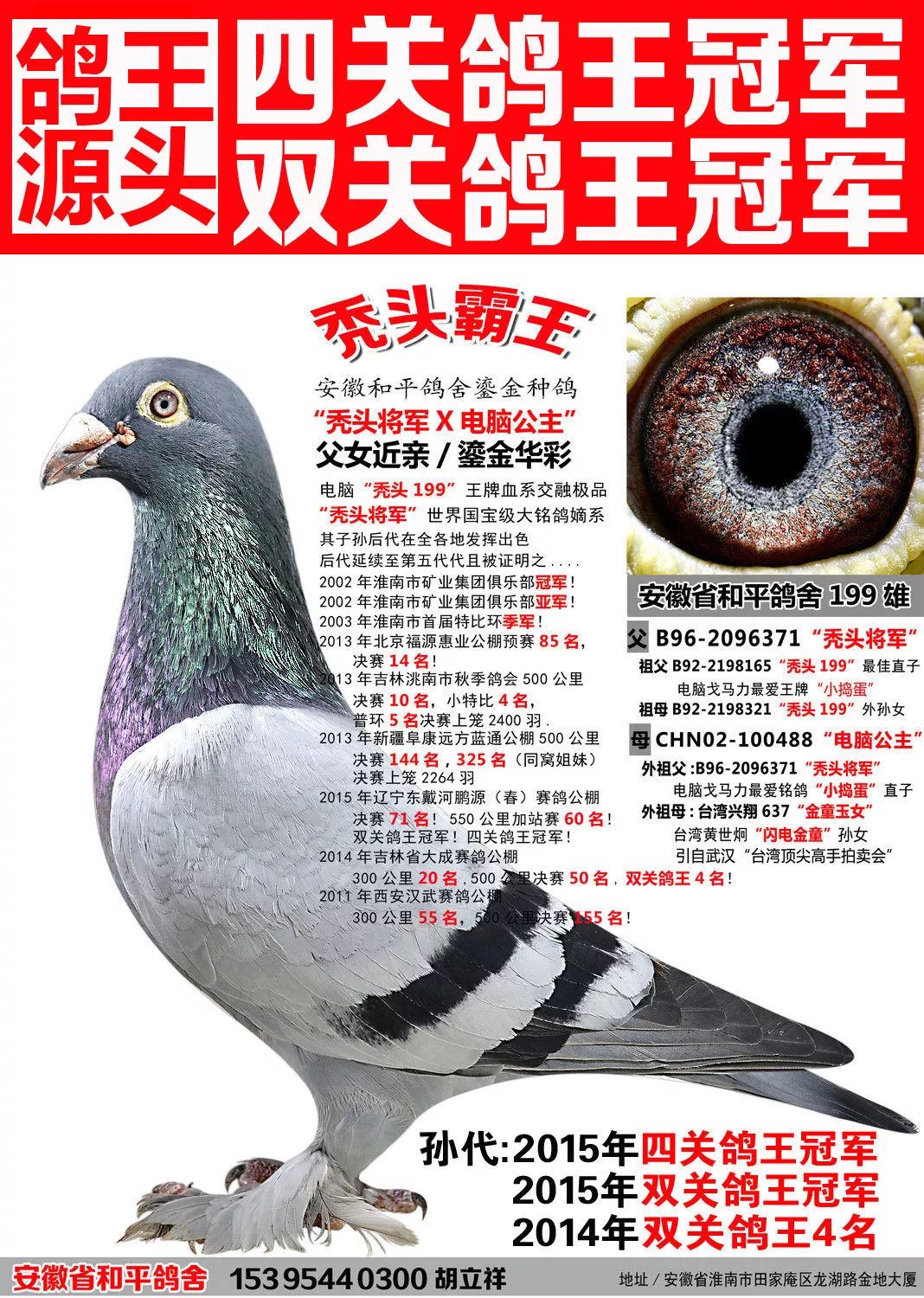 湖北心跳客100%电脑戈马力/父母皆为电脑戈马力原舍种鸽/功勋种鸽电脑