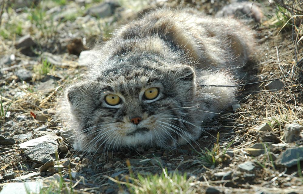 兔狲高原铁憨憨的心酸秘史