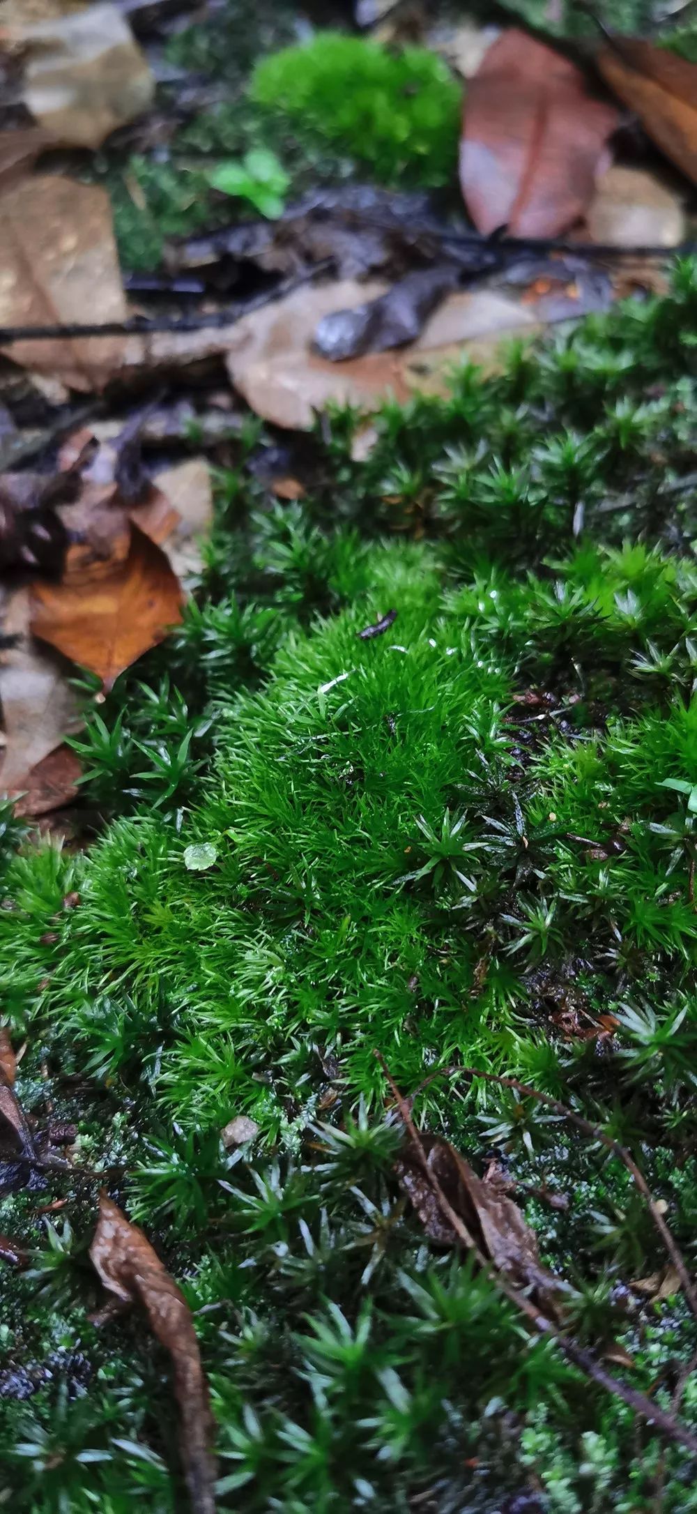 金发藓粗叶白发藓立春苔大灰藓这些小家伙长势极好近期杭城雨不停先看