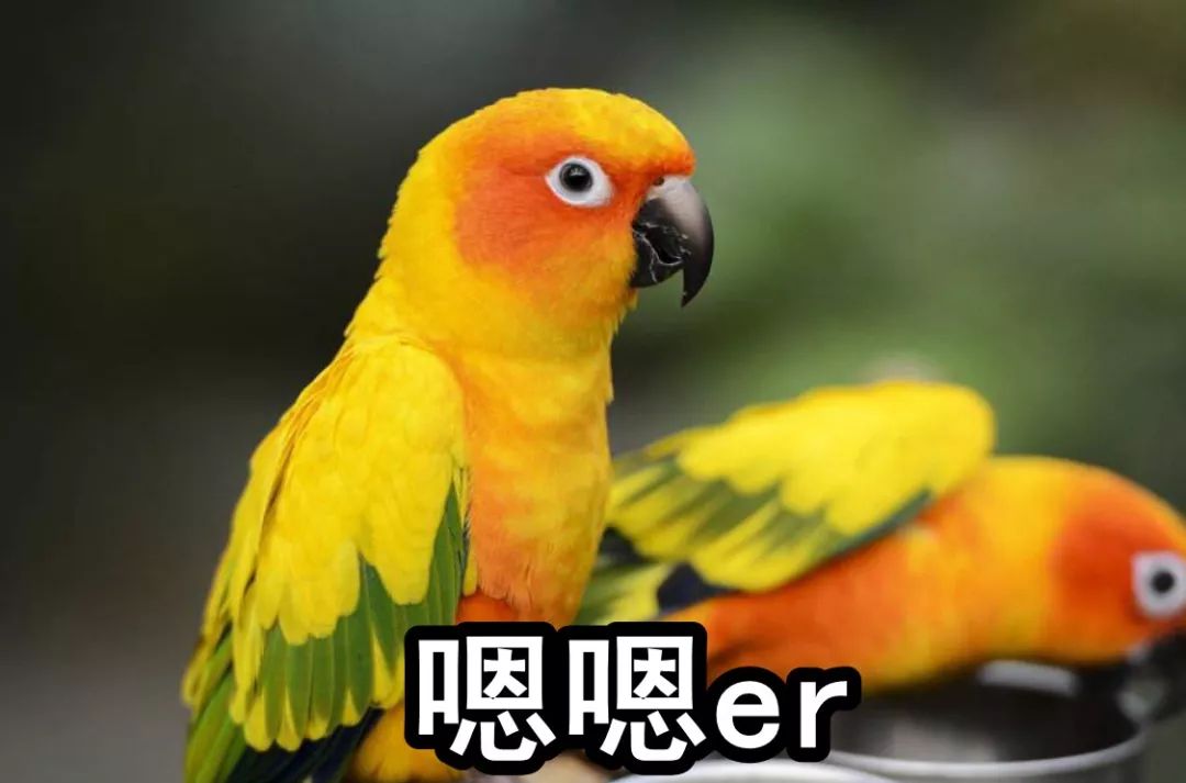 让四川人用拼音输入法真的太蓝了