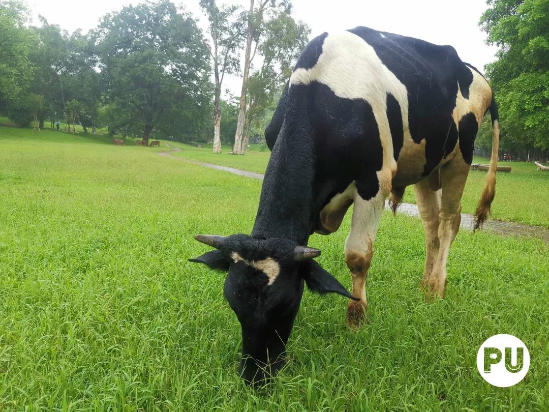 你知道的是大受欢迎的华农神兽牛上个月又添了两头小牛牛从八头增加到